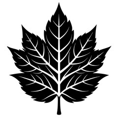 Ash Leaf Silhouette Vector