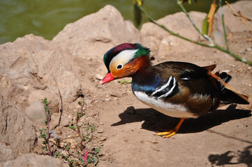 Colorful Mandarin Duck, a bird prized for its beauty