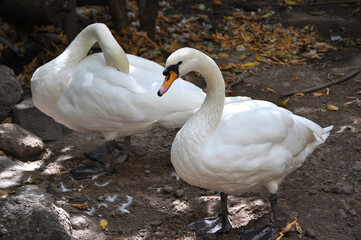 Pair of beautiful white swans