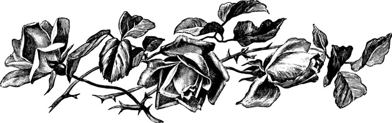 Botanical Corner Flourishes and Floral Borders