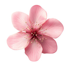 Delicate Pink Flower Blossom Soft Petals Gentle Beauty