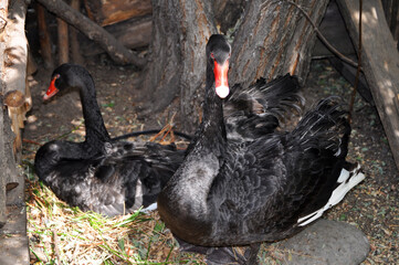 Pair of beautiful black swans