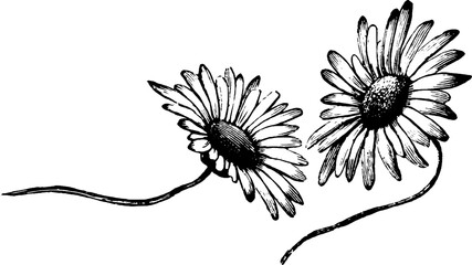 Botanical Corner Flourishes and Floral Borders