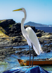The Great Egret or Grey Heron, a bird of the order Pelecaniformes, is widely distributed, except for Antarctica. Photographed at Praia do Forte, Cabo Frio, Rio de Janeiro.-Edit