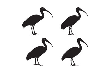 Silhouette Ibis Bird Vector Illustration Wildlife Black and White Art 