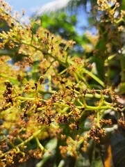 autumn leaves in the forest