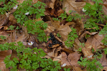 Deer droppings rest naturally on scattered forest leaves, a subtle reminder of wildlife presence and the untouched beauty of nature’s ecosystem in a serene woodland setting.