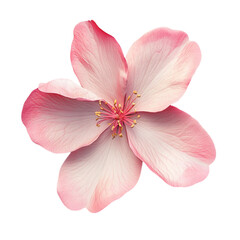 Delicate Pink Flower Blossom Gentle Beauty Soft Petals,