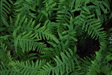 

Lush Green Fern Leaves Texture