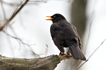 Eurasian blackbird aka the common blackbird or turdus merula perched on the tree branch. 