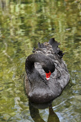 Fototapeta premium Black swan swimming in the lake