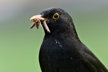 Eurasian blackbird aka the common blackbird or turdus merula is hunting worms for newborns. Beak...