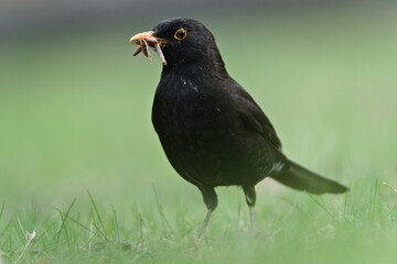 Eurasian blackbird aka the common blackbird or turdus merula is hunting worms for newborns. Beak full of worms.