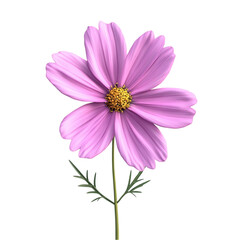 Fototapeta premium Delicate Pink Cosmos Flower Vibrant Artistic Design Botanical Beauty