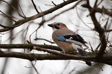 Garrulus glandarius aka eurasian jay perched on the tree branch. Czech republic nature, cloudy spring day.