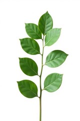 A single stem of eucalyptus isolated on white background, green, herb, texture