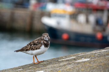 Ruddy turnstone shoreline bird, Arenaria interpres, searching for food around the docks of Brixham, Devon, UK