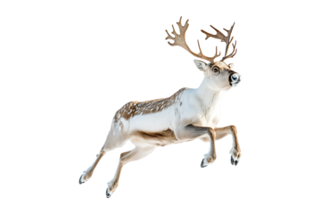 reindeer leap jumping isolated on white or transparent background.