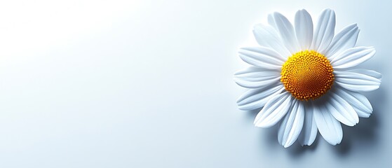 Single daisy flower on light blue background.