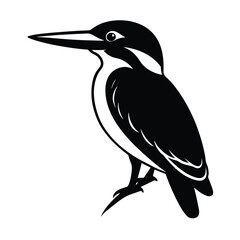 kingfisher vector illustration