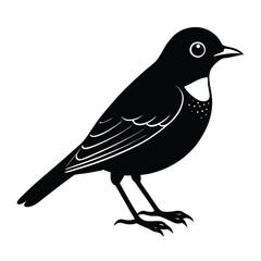 american-robin vector illustration