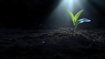 A new sprout emerging from the earth. A tiny plant, vibrant green, reaching for light in the darkness of the soil