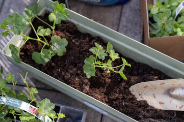 Colorful flower seedlings and garden tools prepared for spring planting outdoors.