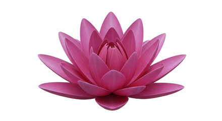Isolated Pink Lotus Flower