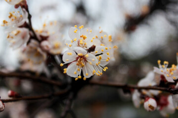 Beautiful spring apricot tree blossom. Close-up of white apricot blossom in spring after the rain.