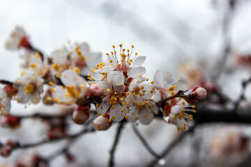 Beautiful spring apricot tree blossom. Close-up of white apricot blossom in spring after the rain.