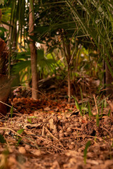 Floresta
