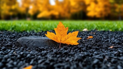 Autumn leaf resting on dark gravel.  A solitary, vibrant yellow-orange maple leaf sits gently on a bed of dark gravel, against a backdrop of lush green grass and golden autumn trees