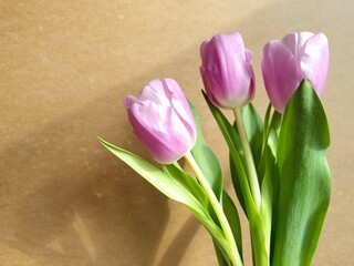 Bouquet of pink tulips on a brown background