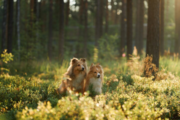 Two Collies resting together in a sunlit forest glade surrounded by greenery. The serene setting...