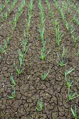 Rows of young garlic plants in the field. Natural agricultural background. Spring harvest.
