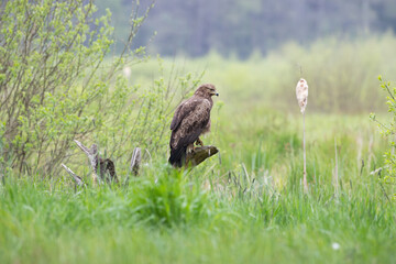 Wild landscape with a bird of prey