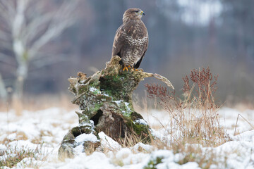 A buzzard sitting on a stump in winter with the forest in the background