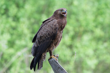 Screaming columbine against the background of spring greenery