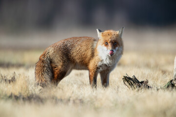 A fox licking its nose on a sunny day