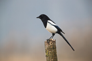 A magpie sitting on a peg against a colorful background
