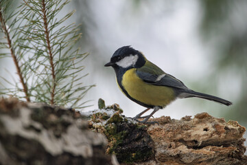 Obraz premium A great tit searching for food among the rotten stumps