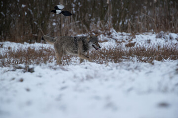 A magpie flying over a running wolf
