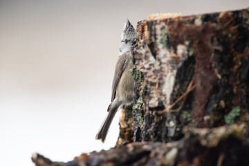 A crested tit peeking out from behind a birch stump