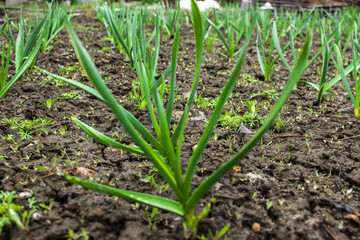 Rows of young garlic plants in the field. Natural agricultural background. Spring harvest.