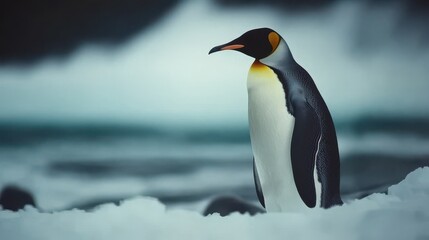 Fototapeta premium A regal king penguin stands alone on an icy Antarctic landscape
