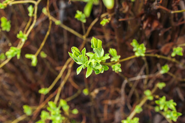 Lilac branches with new foliage after rainy day. Young green leaves coming out from thick green buds.