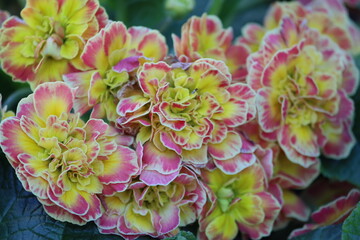 Sweden. Primula vulgaris, the common primrose, is a species of flowering plant in the family Primulaceae, native to Eurasia. 