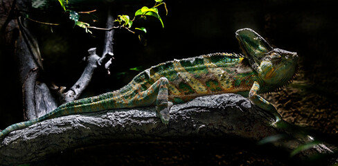 Veiled chameleon on the branch. Latin name - Chamaeleo calyptratus