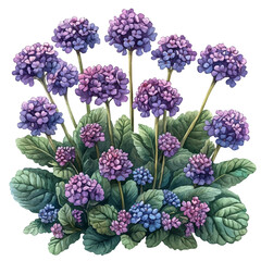 A watercolor vector of a verbena, isolated on a white background. verbena vector

