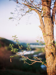 First blooming spring leaves on a branch. Tree trunk in the mountains, sunset landscape